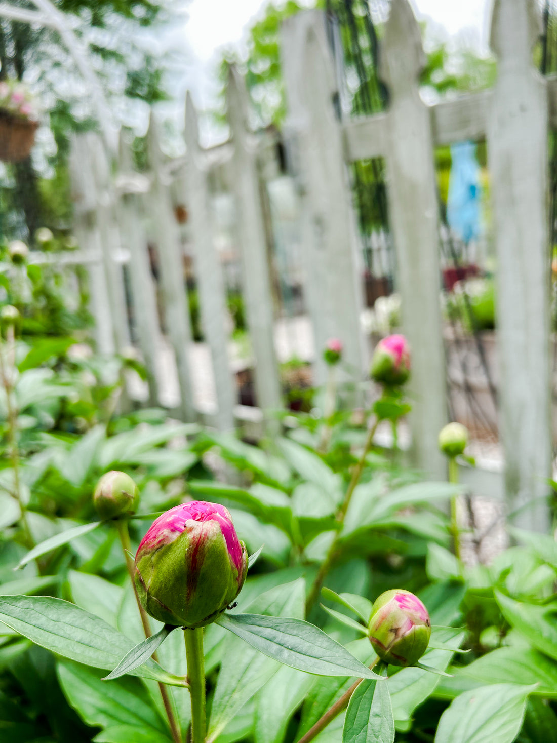 Peony Perfection