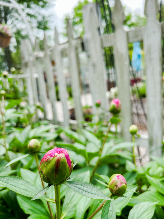 Peony Perfection