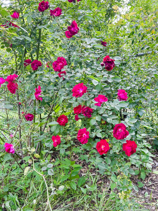 Corner Roses and Fragrant Beauty