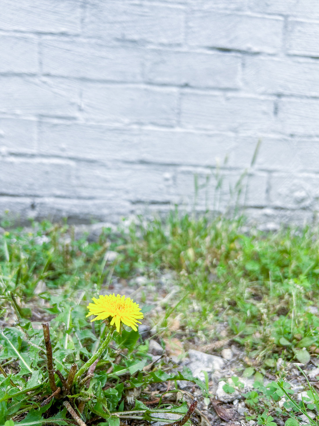 Ant Trails and Dandelion Dreams