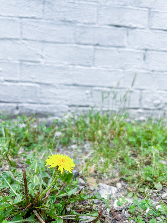 Ant Trails and Dandelion Dreams