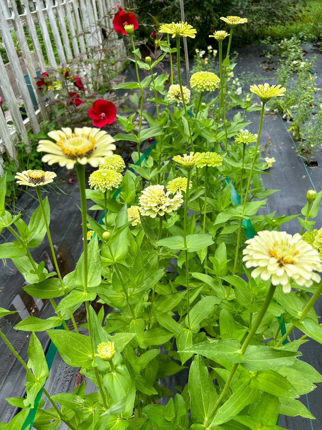 Morning Melodies in the Garden