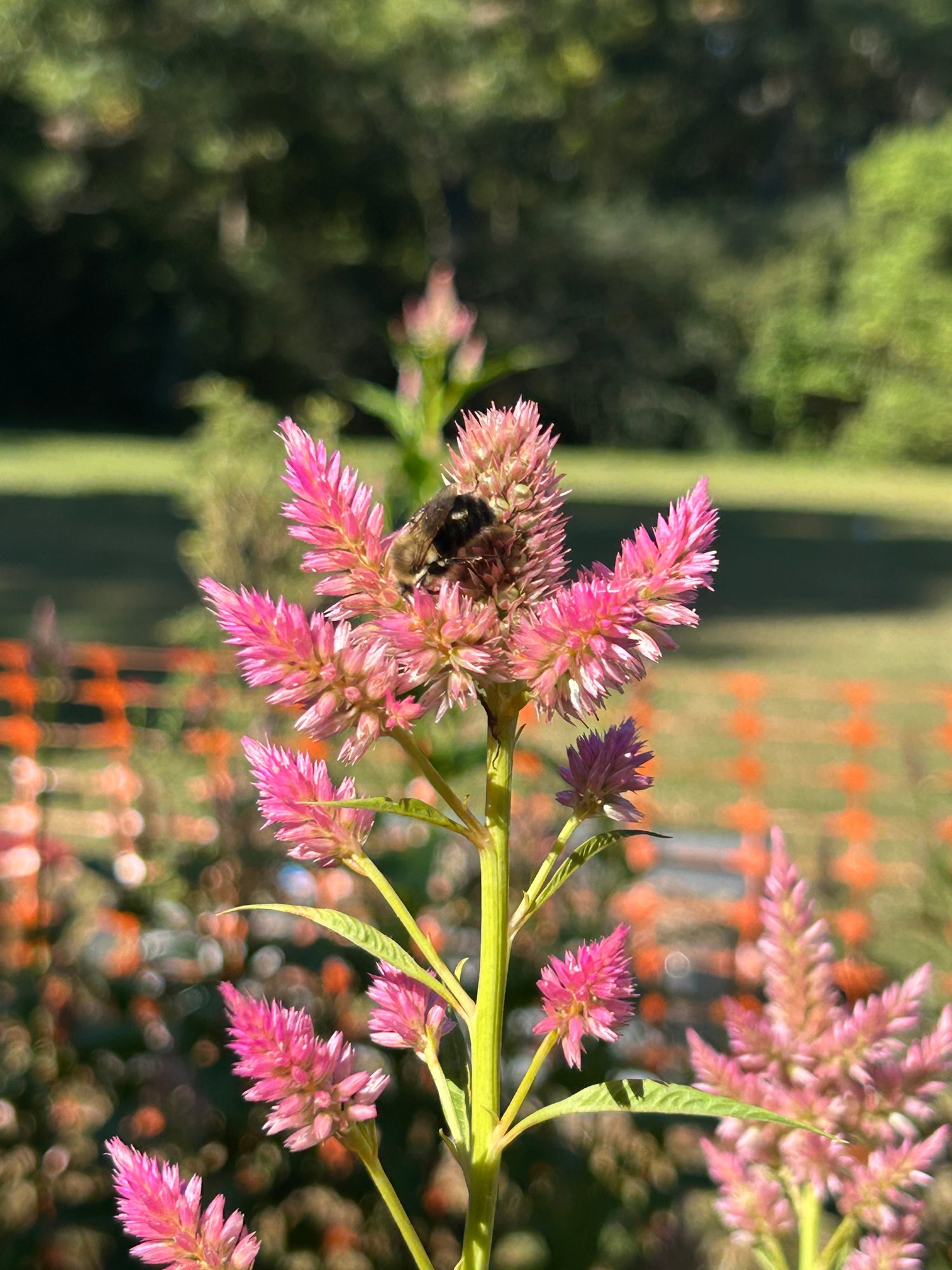 Flowers